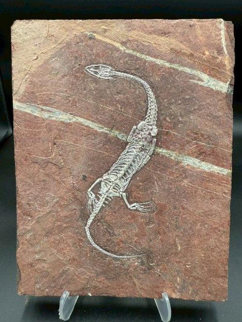 Fossiele plaatmatrix - Keichousaurus sp. - 22 cm - 17 cm, Verzamelen, Mineralen en Fossielen