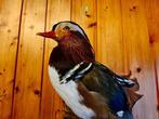 Eend Taxidermie volledige montage - Anseriformes - 40 cm -