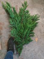 XL bundel conifeer groen vers, Nieuw