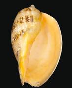 Bloedrood Voluut Skelet - Cymbiola rutila norriisii - 0 mm -