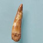 Dinosaurus - Fossiele tand - Spinosaurus aegyptiacus - 55 mm, Verzamelen