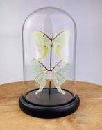 Vlinder Taxidermie volledige montage - Actias luna - 22 cm -, Verzamelen, Nieuw