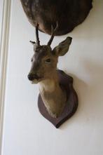 Trophée de chasse, Nieuw