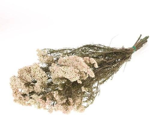 Rice Flower Preserved Natural White, Huis en Inrichting, Woonaccessoires | Kunstplanten en Kunstbloemen, Nieuw