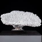 Corail blanc spectaculaire et rocheux - socle en bois, Nieuw