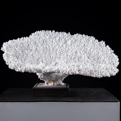 Corail blanc spectaculaire et rocheux - socle en bois, Verzamelen, Dierenverzamelingen