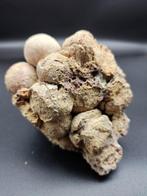 16 Schildpadeneierfossielen uit het Dinosaurustijdperk -, Verzamelen