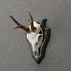 Reebok Schedel Taxidermie Opgezette Dieren By Max, Verzamelen, Ophalen of Verzenden, Nieuw, Wild dier, Opgezet dier