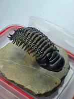 Trilobiet - Gefossiliseerd dier - Crotalocephalina gibbosa -, Verzamelen, Mineralen en Fossielen