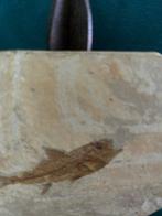 dapalis macrurus - Fossiel skelet - 13 cm (Zonder