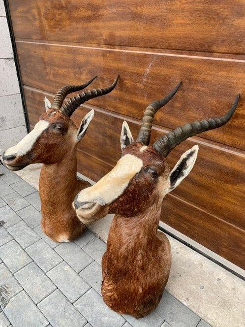 Antilope Taxidermie volledige montage - Blesbok antilope -, Verzamelen, Dierenverzamelingen