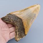 Megalodon Shark - Fossiele tand - megaselachus megalodon -, Verzamelen