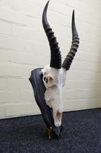 Blesbok Schedel - Damaliscus pygargus phillipsi - 0 cm - 0, Verzamelen, Dierenverzamelingen, Nieuw