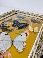 Vlinder Taxidermie volledige montage - Morpho Menelaus - 60, Verzamelen, Nieuw