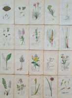 James Sowerby - 20 deels handgekleurde lithos o.a.