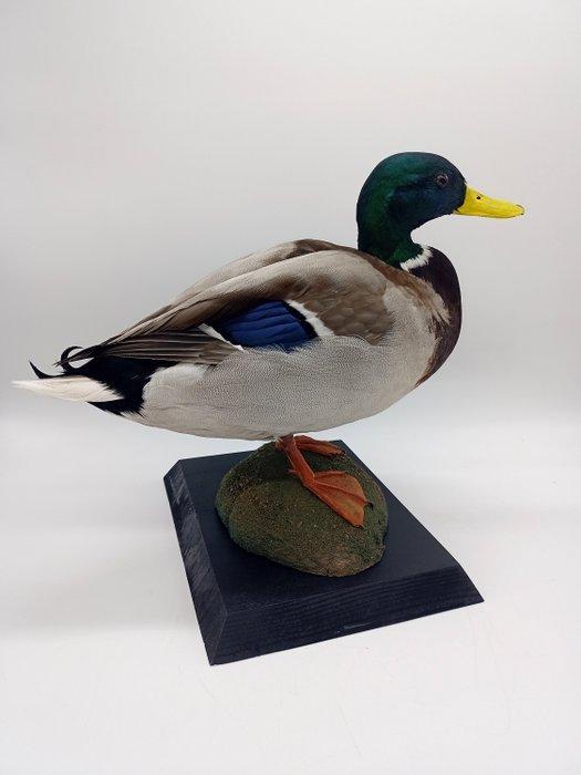 Mannetje Wilde eend - broedkleed - Taxidermie volledige, Collections, Collections Animaux