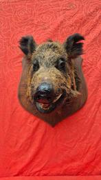 Wild zwijn Taxidermie volledige montage - Sus scrofa - Grand