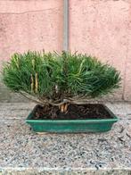 Den bonsai (Pinus) - Hoogte (boom): 20 cm - Diepte (boom):