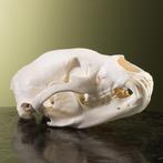 Zwarte Beer Schedel Taxidermie Opgezette Dieren By Max, Ophalen of Verzenden, Nieuw, Wild dier, Opgezet dier