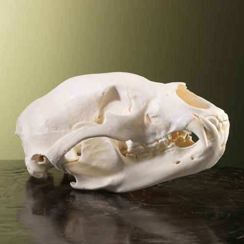 Zwarte Beer Schedel Taxidermie Opgezette Dieren By Max, Verzamelen, Dierenverzamelingen, Opgezet dier, Nieuw, Wild dier, Ophalen of Verzenden