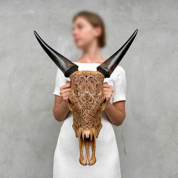 PAS DE PRIX DE RÉSERVE - Crâne de vache marron