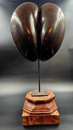 Coco de mer Taxidermie volledige montage - Lodoicea