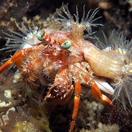 Dardanus Pedunculatus (Anemone Hermit Crab), Dieren en Toebehoren, Reptielen en Amfibieën