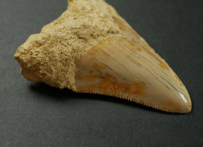 Megalodon - Fossiele tand - 6 cm (Zonder Minimumprijs), Verzamelen, Mineralen en Fossielen