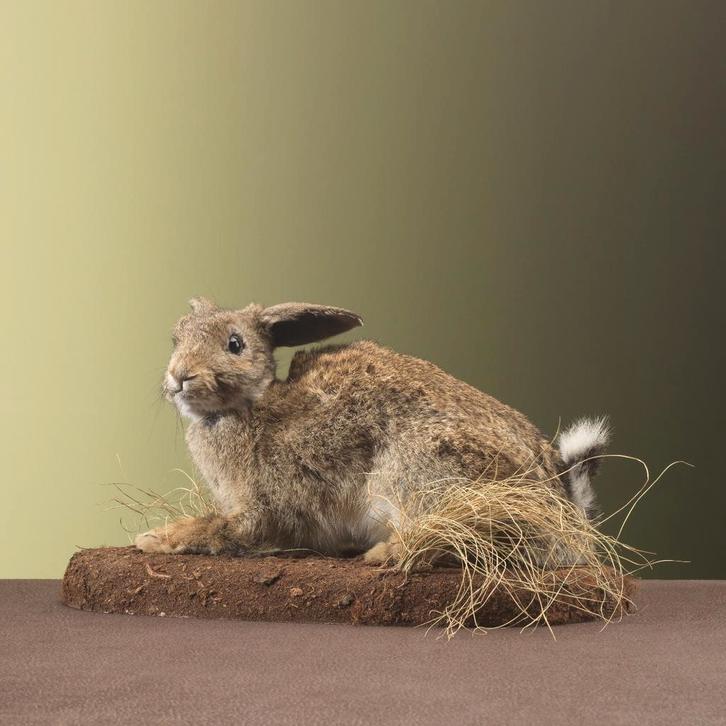 Konijn Taxidermie Opgezette Dieren By Max, Collections, Collections Animaux, Enlèvement ou Envoi