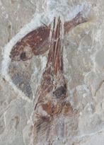 Vis - Fossiele plaatmatrix - Apateopholis, Verzamelen