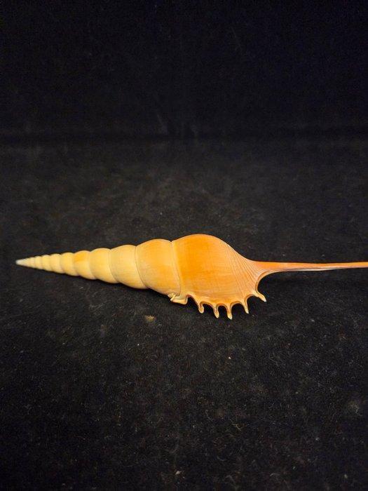 Zeeslak Zeeschelp - M-908 TIBIA FUSUS (Zonder Minimumprijs), Verzamelen, Dierenverzamelingen