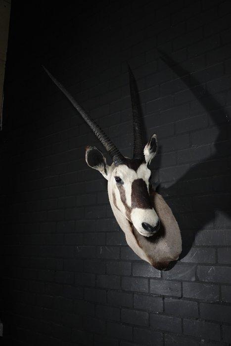 Grand Oryx Crâne - Oryx gazella - 70 cm - 135 cm - 75 cm-, Verzamelen, Dierenverzamelingen