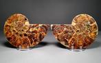 Grote Gedeelde Ammoniet Paar - Gefossiliseerde schelp -, Verzamelen, Mineralen en Fossielen