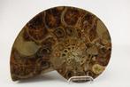 Ammoniet - Gefossiliseerd dier - 23.5 cm (Zonder, Verzamelen