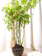Acer yamamomiji forrest - Hoogte (boom): 35 cm - Diepte
