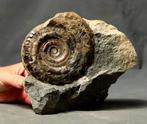 Uitstekende ammoniet - op matrix - zelfstaand -, Verzamelen, Mineralen en Fossielen