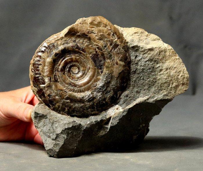 Uitstekende ammoniet - op matrix - zelfstaand -, Verzamelen, Mineralen en Fossielen