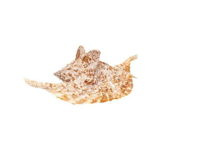 GEM  Hühnergallus-Schnecke  Taxidermie volledige montage -, Collections, Collections Animaux