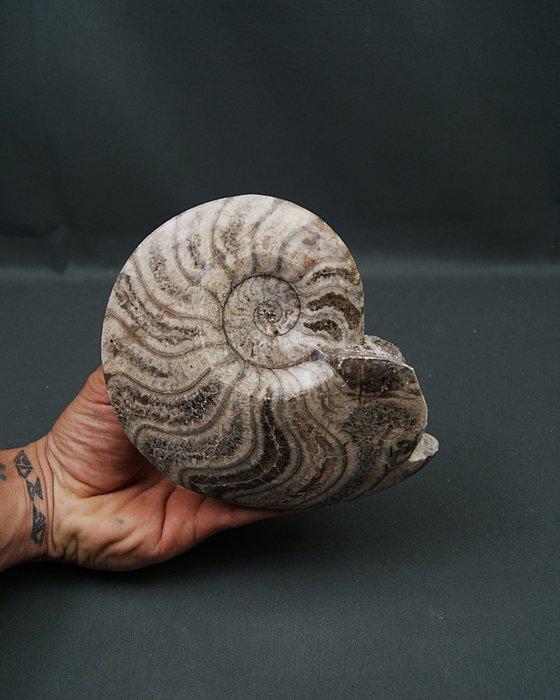 Goniatiet - Gefossiliseerde schelp - Goniatite Pieza, Collections, Minéraux & Fossiles