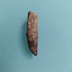 Dinosaurus - Fossiel fragment - Kralle von Raptor SELTEN! -