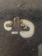 altro - Diorama - 1970-1980