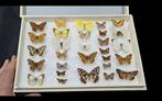 Palearctique Butterflies  Collection  (39X26 cm )  - Diorama, Verzamelen, Nieuw