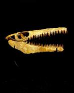 Mosasaure - Crâne fossile - Mosasaurus sp. - 54 cm - 63 cm, Verzamelen