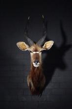 Fine Nyala Taxidermie wandmontage - Tragelaphus angasii - 45, Verzamelen, Nieuw