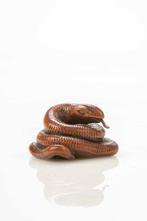 Een zeldzame buxusnetsuke van een opgerolde slang -