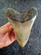 Megalodon - Fossiele tand - *WOW *Elite Hunter Specimen* -, Verzamelen