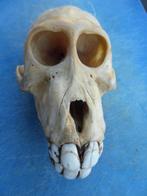 Baviaan Schedel - Papio anubis - with proof of legal origin, Verzamelen, Dierenverzamelingen, Nieuw