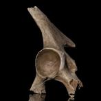 Imposant bekkenbeen van de wolharige neushoorn - Fossiel bot
