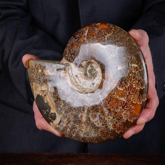 Cleoniceras exclusif polonais - Coquillage fossilisé -, Collections, Minéraux & Fossiles