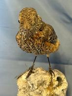 Codirossone Support de corps entier pour taxidermie -, Verzamelen, Dierenverzamelingen, Nieuw